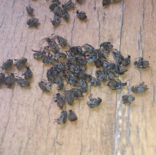 这是豆象.是谷物等作物的害虫.主吃豆子.