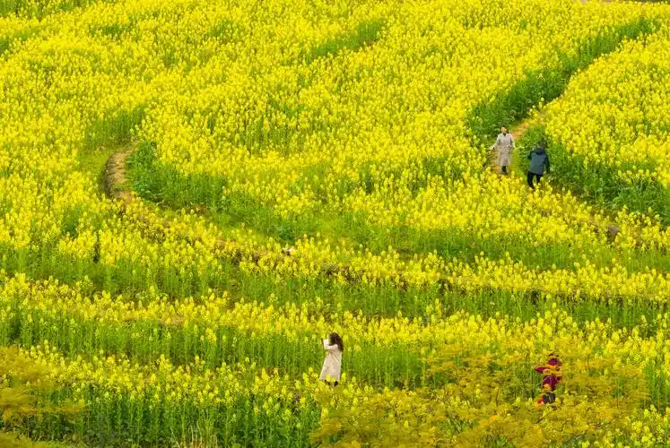 去重庆广阳岛与油菜花来一场春天的邂逅