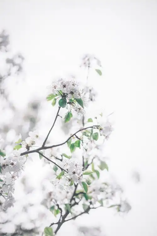 白色唯美桃花图片