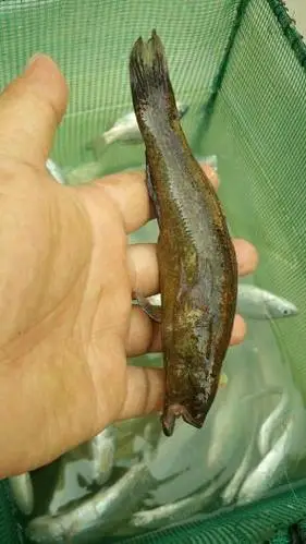 5 次来自:手机知道   分享到:  1 小时前  提问者采纳 笋壳鱼