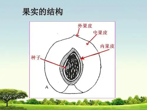 青岛版五年级科学下册13果实是怎样形成的最新课件ppt
