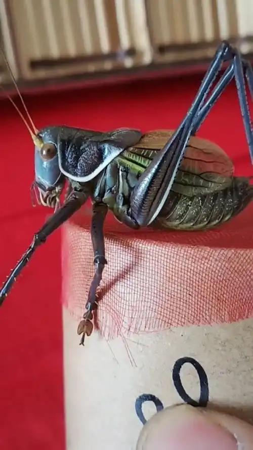 这个是我最喜欢的蝈蝈之一,绝对是一个极品战将