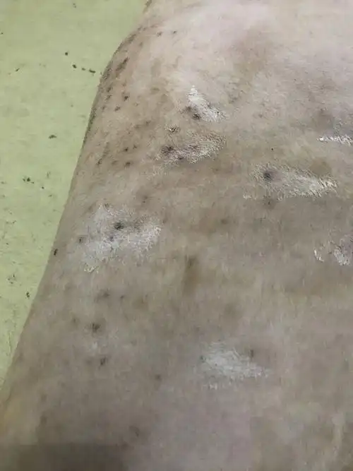 发现身上有深红色像结痂一样的东西,把毛剃了以后发现背部大部分都有