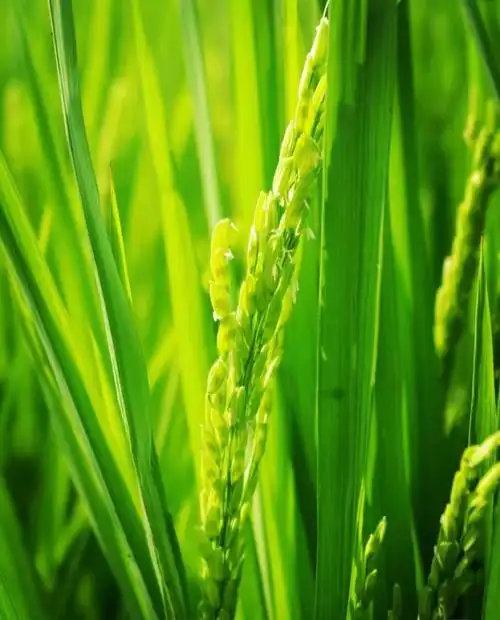 水稻拍摄