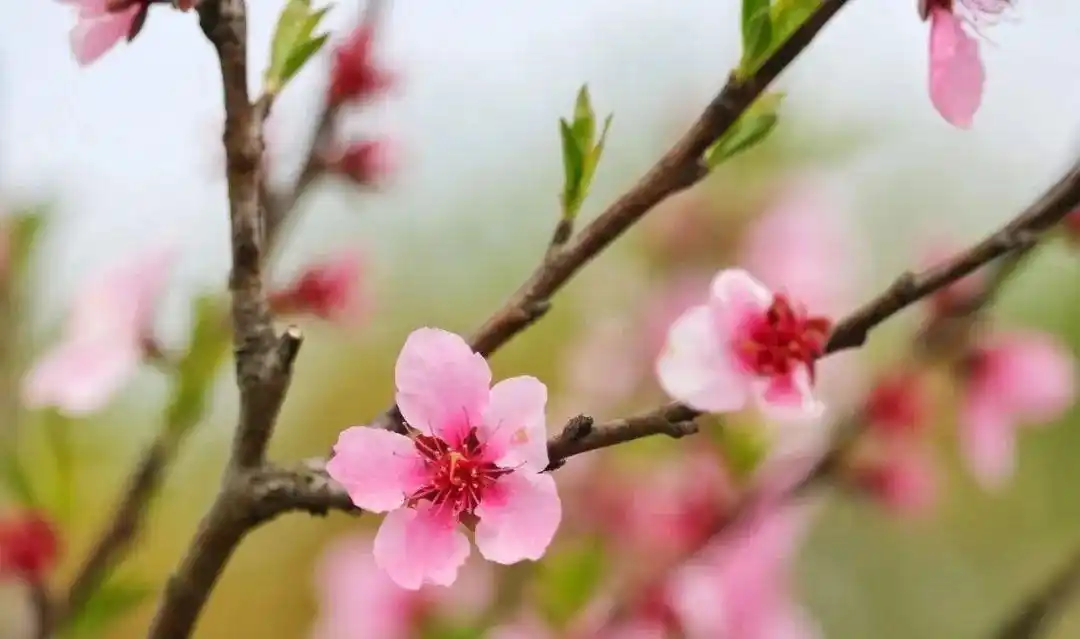 疫情当前,巾帼不退:以坚守之名,绽放在警营的铿锵玫瑰!
