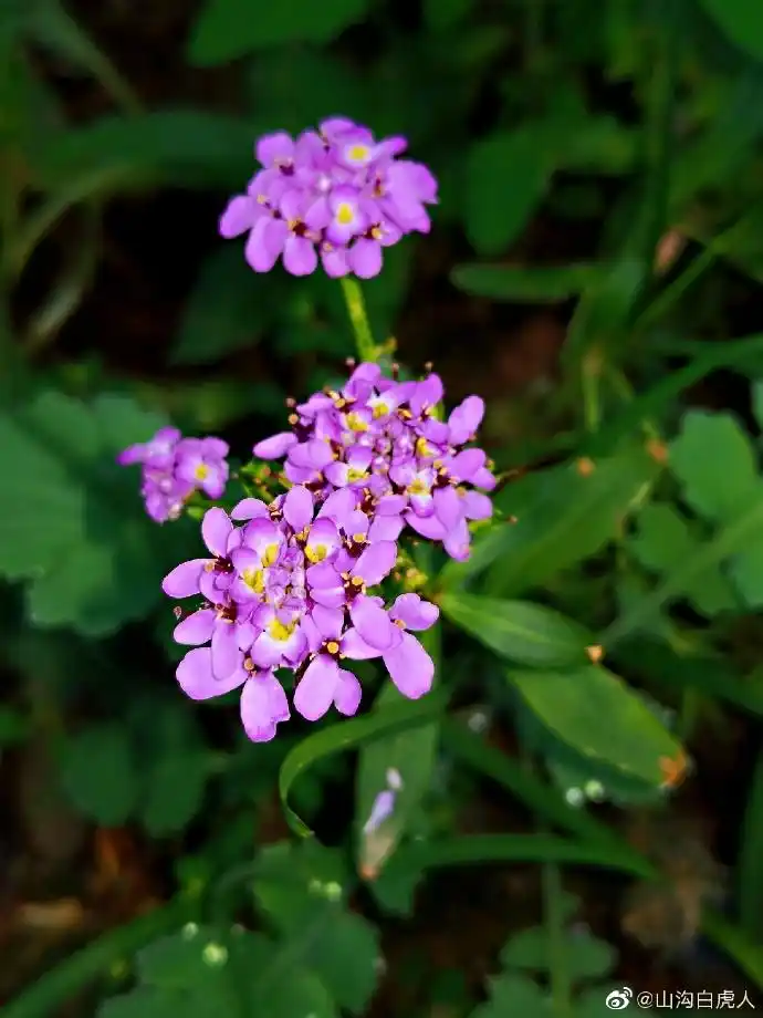 毛萼香芥,又名香花芥,香芥,香花草,十字花科香花芥属,两年生草本.