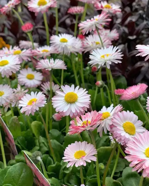 原生小雏菊"棒棒糖"是原生雏菊的园艺品种,它的形态保留原生雏菊纤细