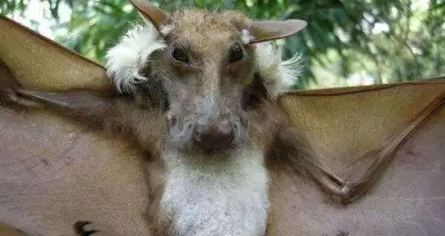 巨型狗头蝙蝠再现澳大利亚市区令人恐慌害怕体内含有病毒