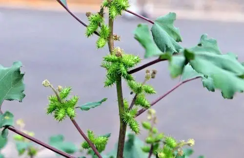 人人都不喜欢的野草,却是珍贵的药材,2片叶子就治风湿关节炎