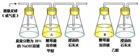 为了探究酵母菌的呼吸作用类型,某同学将实验材料和用具按下图安装好.