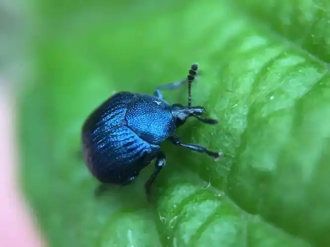 【虫谱大观】卷叶象