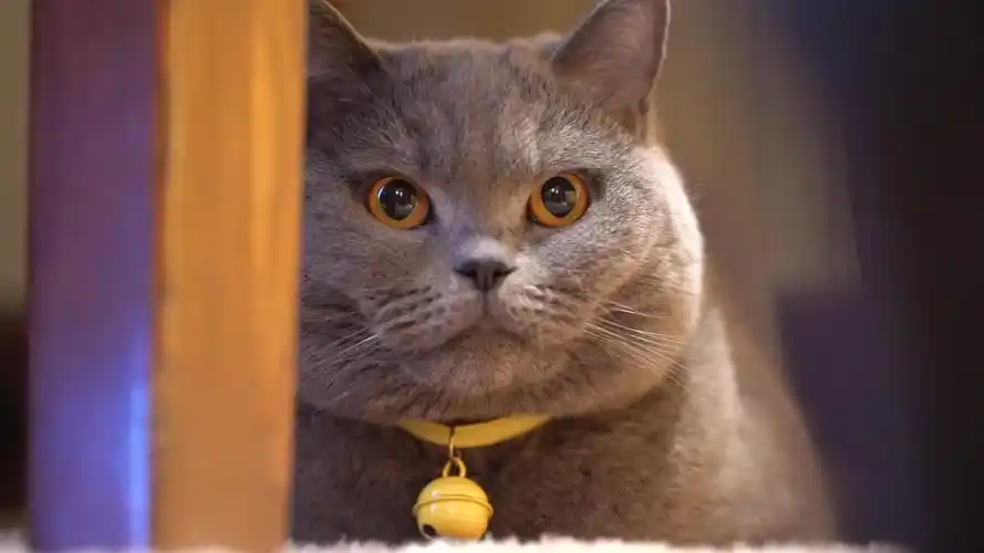 英短蓝猫露娜的日常