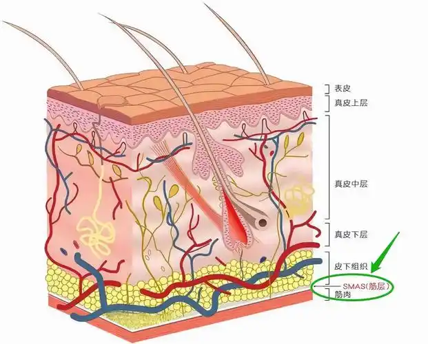 先来看一张皮肤结构分层示意图