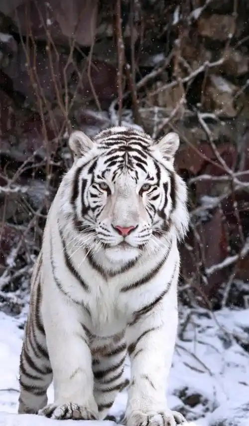 老虎的样子(老虎的样子图片)-生活常识-江湖救急网