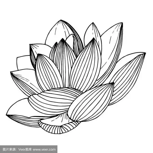 黑白篆刻水墨艺术.孤立的荷花插图元素.