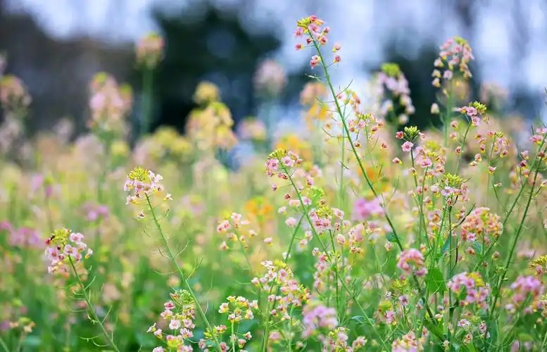 唯美的五彩油菜花