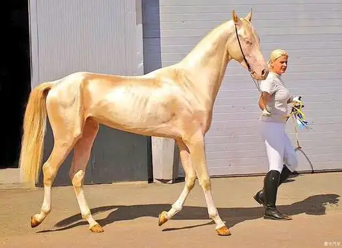 汗血马akhalteke是土库曼斯坦的马种