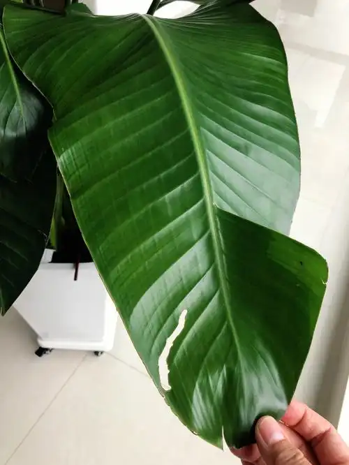 请问这是天堂鸟长虫子了吗可是在叶子上没