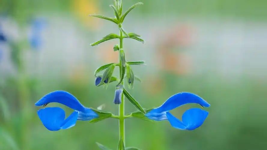 美丽的植物摄影高清宽屏桌面壁纸