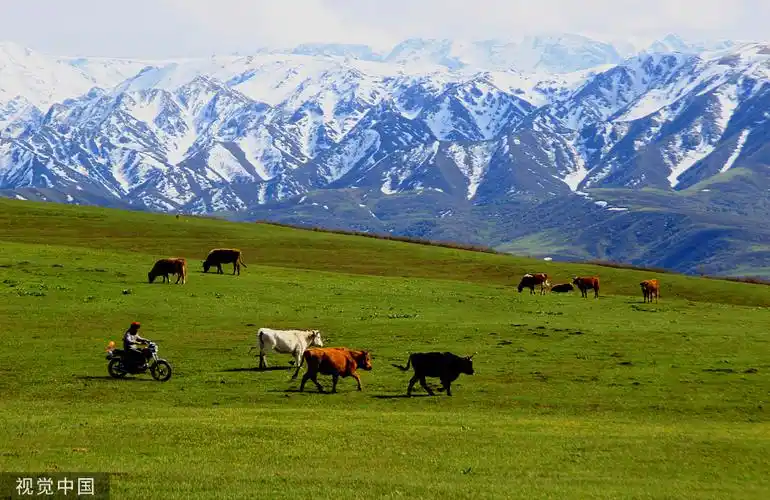 新疆裕民巴尔鲁克山风景区绿草茵茵成为游客踏青赏花好去处