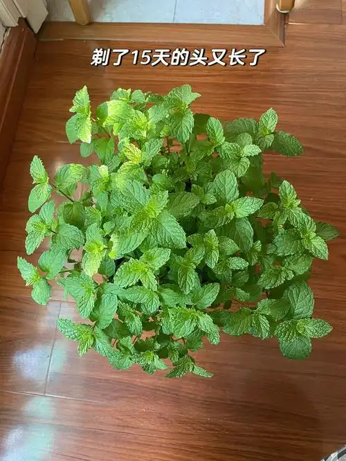 薄荷剪了一波又一波