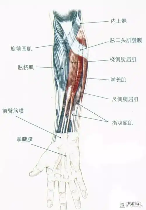 解剖屈腕屈指肌