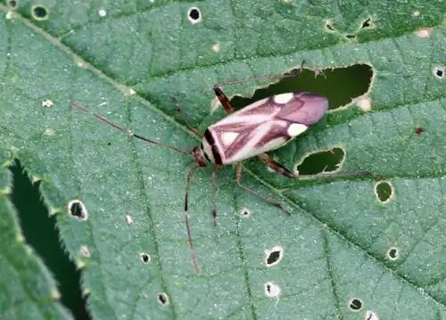 盲蝽科是半翅目中最大的科,通称盲蝽.多数种类为植食性,寄主范围广泛.