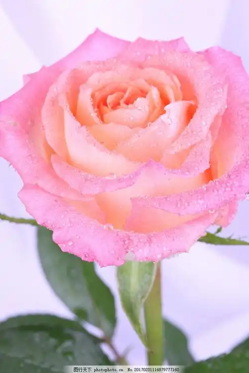 首页 植物大全 单只粉色玫瑰花图片花百科网分享阅读: 粉红色玫瑰花