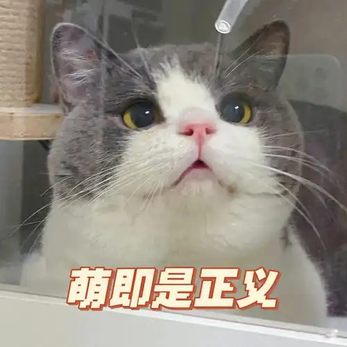 英短蓝白仔仔日常搞怪表情