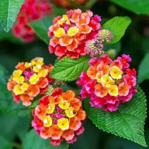 809人付款淘宝五色梅五色花五彩花大苗马缨丹庭院绿植