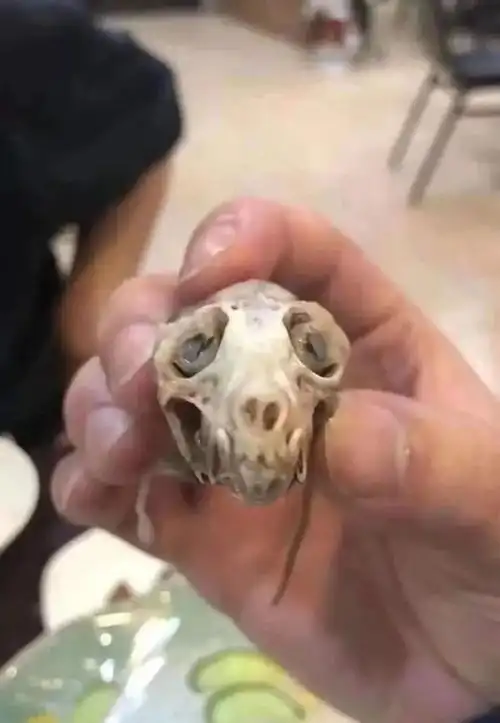 谁认识这个吃蝙蝠的女人