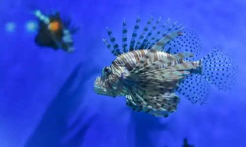 再战北京动物园海洋馆------预告片