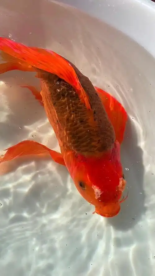 1080_1920竖版 竖屏