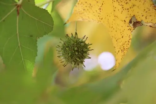 枫树的果子?种子?——像来自未来的馈赠