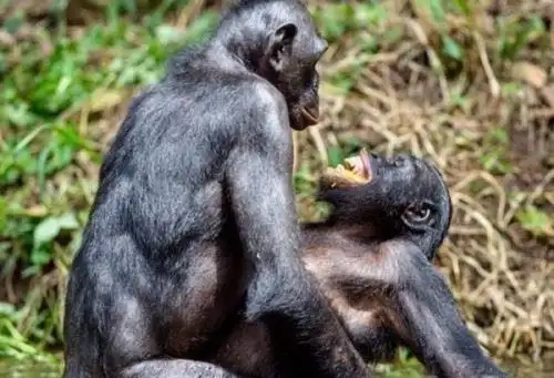 动物如何繁殖后代盘点动物10大特殊繁殖方式大开眼界