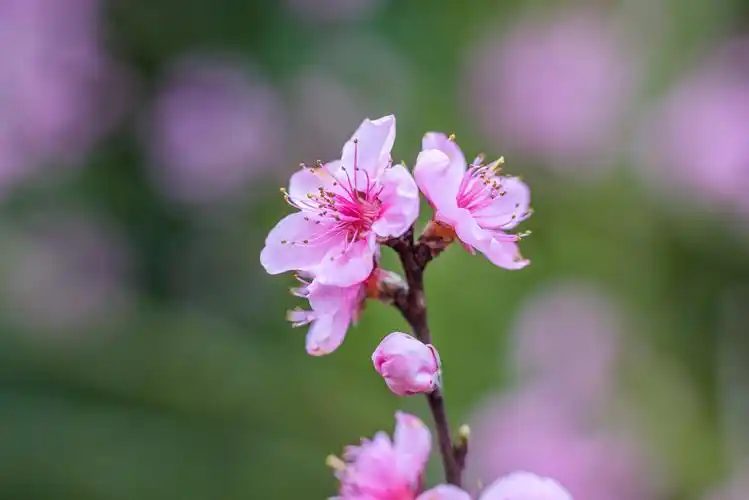 【图片6】试拍微距桃花--蜂鸟论坛照片套图