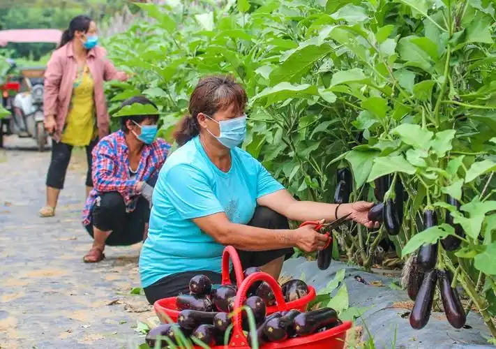 采摘茄子.高嵩摄