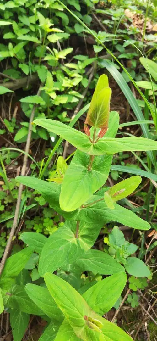 路边一棵野草,叶子长得居然像元宝,捡回家就财源广进!