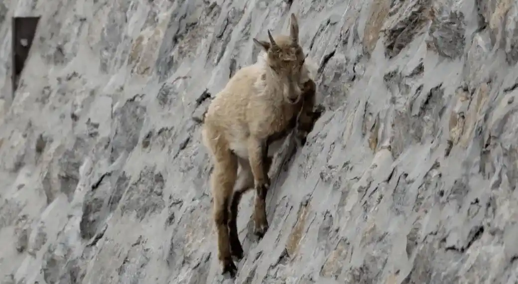 原创天生会飞檐走壁的山羊一生都生活在悬崖峭壁上你见过吗