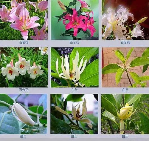 多姿多彩==百花名称