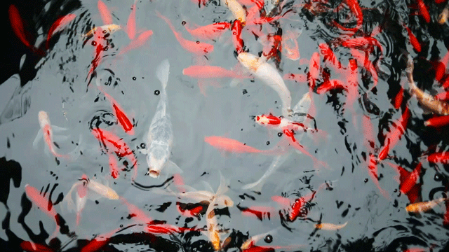 小桥流水,锦鲤嬉戏,瞬间又多了几分江南水乡的韵味.