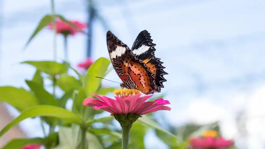高清花蝴蝶图片大全1010