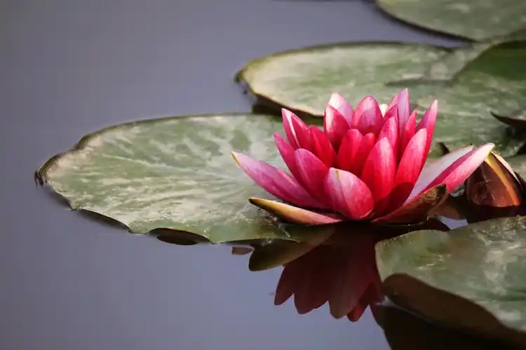 图片大全 植物花卉 莲花图片 > 莲花图片 第7张