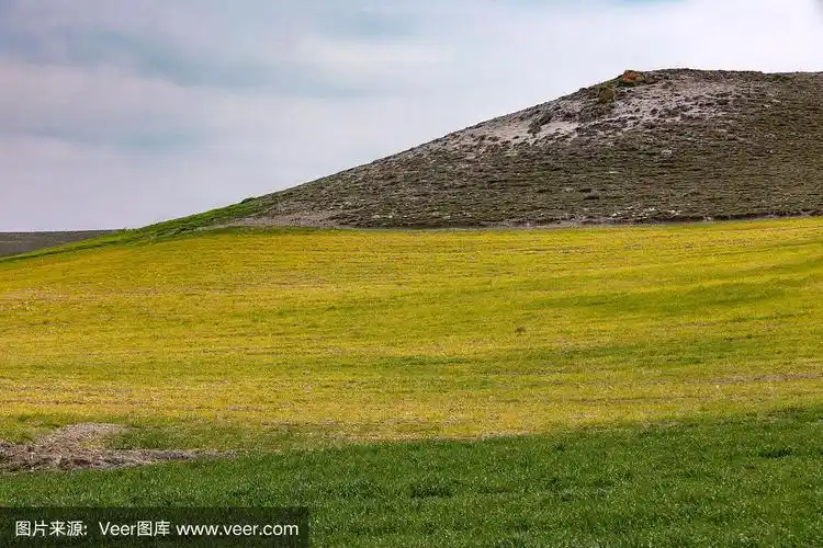 有耕作土壤的草甸
