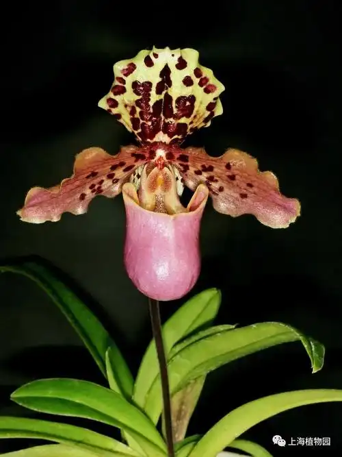 云赏花丨被走私最严重的兰花兜兰属