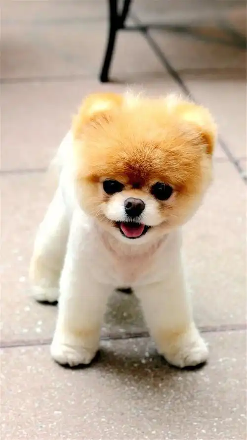 可爱萌狗手机壁纸