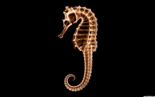 透视荧光宽屏壁纸7 - 1920x1200