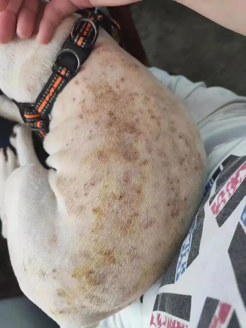 狗狗皮肤病自查,症状|原因|治疗都全了 73真菌感染 	 7215患病