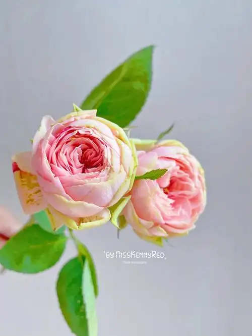 混欧里面的小特写