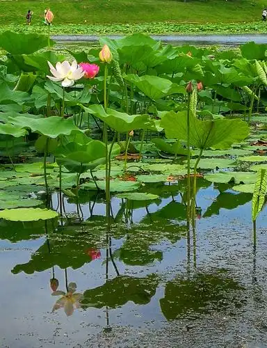 家乡又一美景:荷花开
